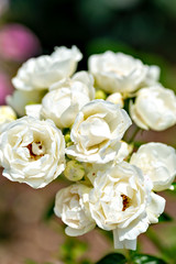 White roses in full blooming at Ayabe rose garden in Japan
