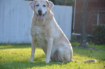 Sitting yellow lab