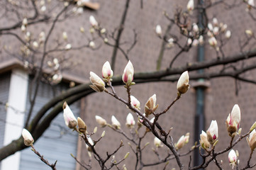 Magnolia in blossom. White magnolia buds. Blurred background. Close-up, soft selective focus