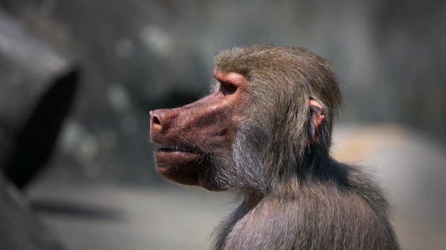 Mammal Animal Chimp