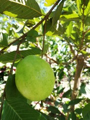 Guayaba verde en el arbol