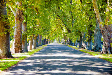 Oak road in New Zealand
