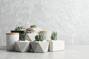 Beautiful succulent plants in stylish flowerpots on table against grey background, space for text....