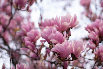 Beautiful blooming pink magnolia branch. Floral blurred background. Close-up, soft selective focus