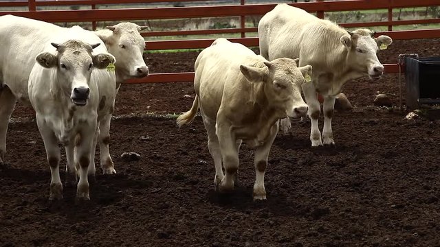 Ganado engorda bovino en granja charol&aacute;is pastando vacas leche carne