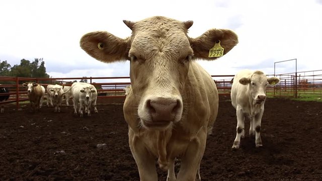 Ganado engorda bovino en granja charol&aacute;is pastando vacas leche carne