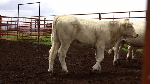 Ganado engorda bovino en granja charol&aacute;is pastando vacas leche carne