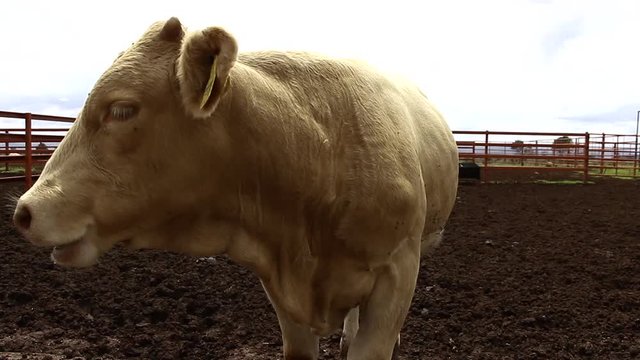 Ganado engorda bovino en granja charol&aacute;is pastando vacas leche carne