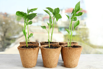Vegetable seedlings in peat pots on wooden window sill indoors