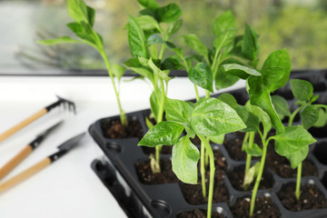 Vegetable seedlings on window sill indoors, closeup