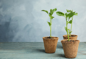 Fototapeta premium Vegetable seedlings in peat pots on wooden table against blue background. Space for text