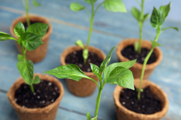 Vegetable seedlings in peat pots on blue wooden table