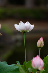 Fototapeta premium 蓮の花