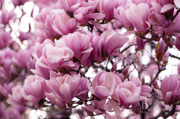 Beautiful blooming pink magnolia branch. Floral blurred background. Close-up, soft selective focus