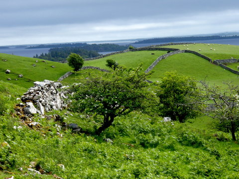 Rolling Green Hills In Ireland