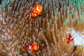 Naklejka na ściany i meble A family of Clownfish (Amphiprion ocellaris) in their host anemone on a tropical coral reef