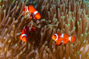 A family of Clownfish (Amphiprion ocellaris) in their host anemone on a tropical coral reef