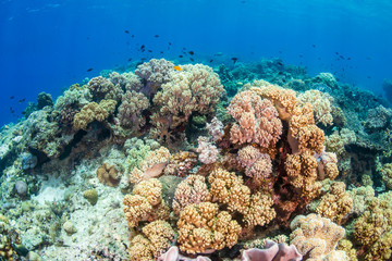 Obraz na płótnie Canvas Hard and soft corals on a colorful tropical coral reef in the coral triangle of Asia