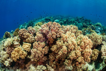 Fototapeta na wymiar Hard and soft corals on a colorful tropical coral reef in the coral triangle of Asia