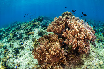 Fototapeta na wymiar Hard and soft corals on a colorful tropical coral reef in the coral triangle of Asia
