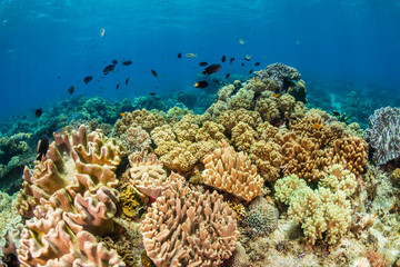 Naklejka na ściany i meble Hard and soft corals on a colorful tropical coral reef in the coral triangle of Asia