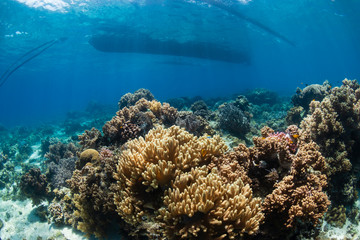 Traditional wooden boat above a shallow water tropical coral reef