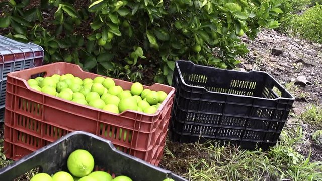 Caja de limones pisca campo verde naturaleza alimento fruta
