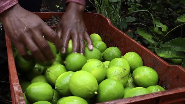 Caja de limones pisca campo verde naturaleza alimento fruta