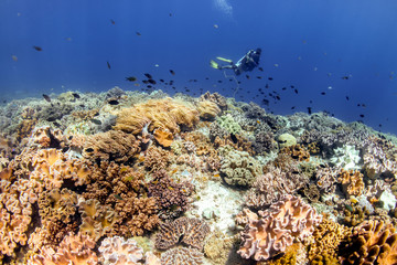 SCUBA diver swimming over a colorful, shallow water tropical coral reef