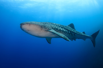Large Whale Shark (Rhincodon typus) in a blue tropical ocean
