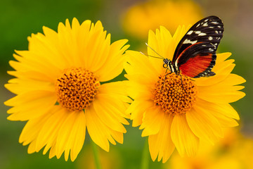 Butterfly on Mexican Sunflowers Closeup. Tiger Longwing Butterfly with Flowers in the Summer Sun. Butterflies and Flowers. 