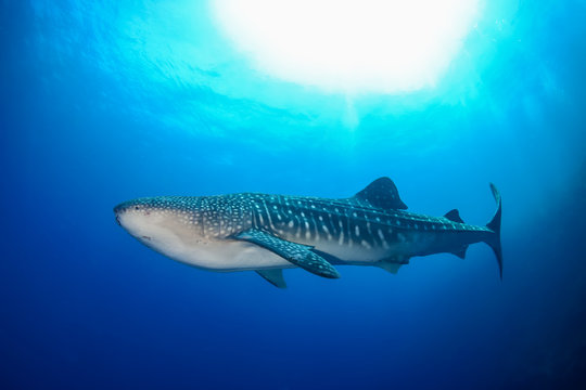 Large Whale Shark (Rhincodon typus) in a blue tropical ocean