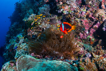 Fototapeta na wymiar Clownfish on a tropical coral reef