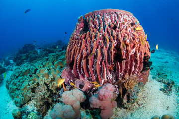 Huge sponges and tropical fish on a coral reef in the Philippines