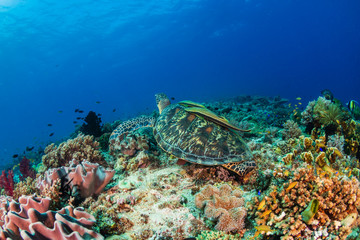 Obraz na płótnie Canvas A Green Sea Turtle (Chelonia mydas) on a colorful tropical coral reef