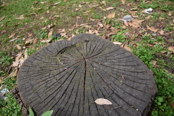 tronco 