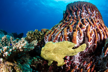A green Giant Frogfish on a large barrel sponge on a tropical coral reef