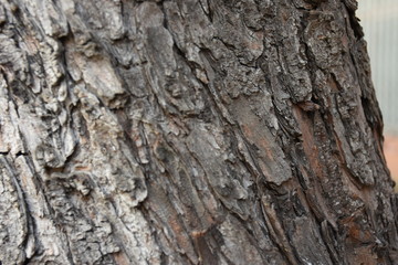 árbol