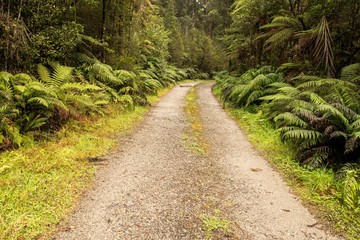 Fototapeta premium Gravel road winding through the forest