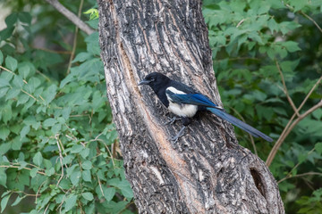 Black billed Magpie