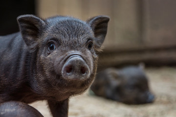 Black mini pig of the Vietnamese breed on sty.