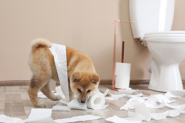 Adorable Akita Inu puppy playing with toilet paper at home