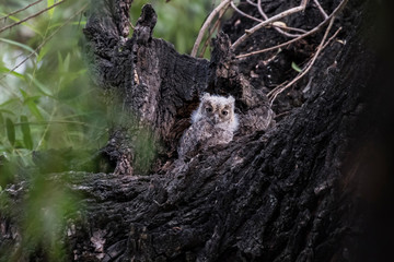 Oriental Scops Owl