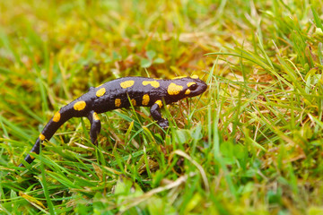 fire salamander in the grass