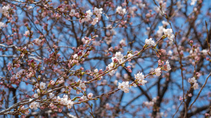 On a warm spring day, blue sky and cherry blossoms