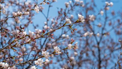 On a warm spring day, blue sky and cherry blossoms