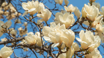 flowers blooming in warm spring, white magnolia