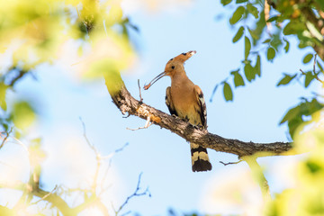 Eurasian Hoopoe bird