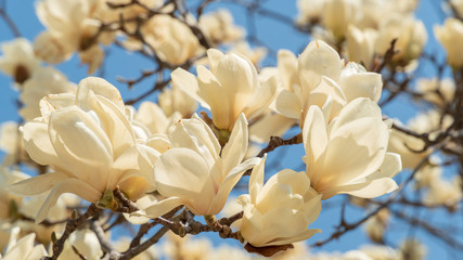 flowers blooming in warm spring, white magnolia