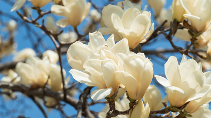 flowers blooming in warm spring, white magnolia